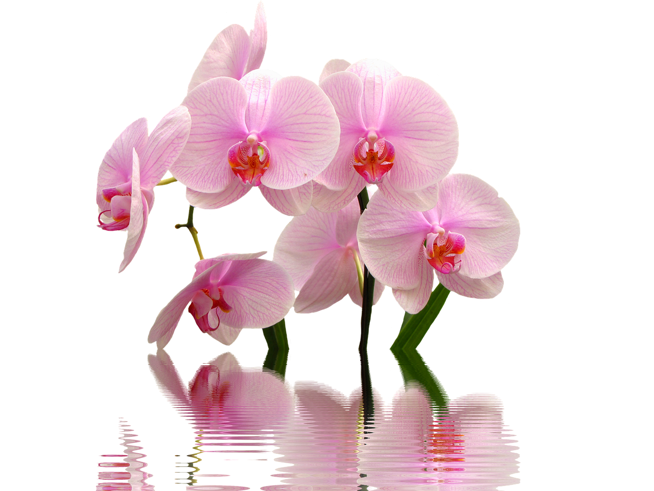 Giardiniere che mostra il metodo innovativo per bagnare le orchidee in un vaso.