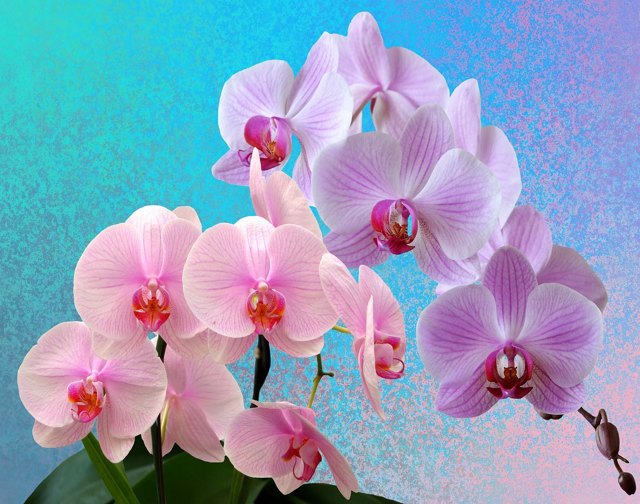 Orchidea Phalaenopsis in fiore, con petali colorati e foglie verdi, simbolo di bellezza e cura botanica.