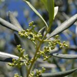 Ulivo in fiore con rami carichi di olive, suggerimenti per una cura efficace e senza sforzo.