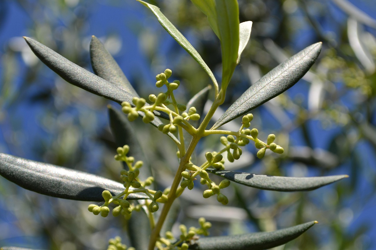 Ulivo in fiore con rami carichi di olive, suggerimenti per una cura efficace e senza sforzo.