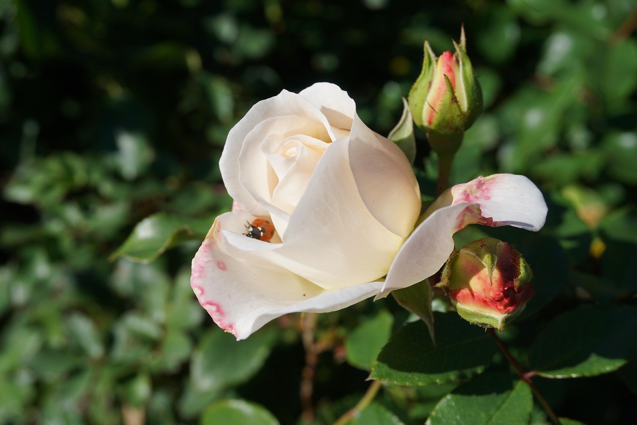 Rosa infestata da parassiti, con rimedi naturali in primo piano.